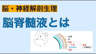 脳脊髄液
