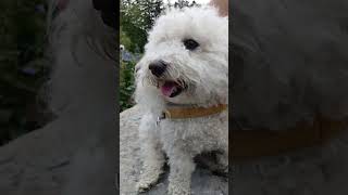 #cutie pie #petdog