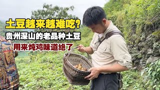 Old Variety Potatoes from the Deep Mountains of Guizhou: Irresistibly Delicious in Stewed Chicken!