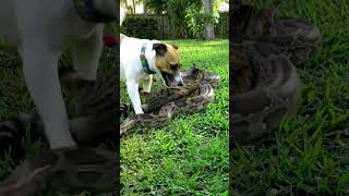 Heart Stopping Rescue | A brave dog save cat from Phyton  #dogrescue #dogsofyoutube #herodog #rescue