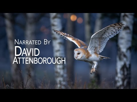 David Attenborough | Nature Documentary To Fall Asleep To (ai)