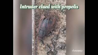 Beewise Website Video 3