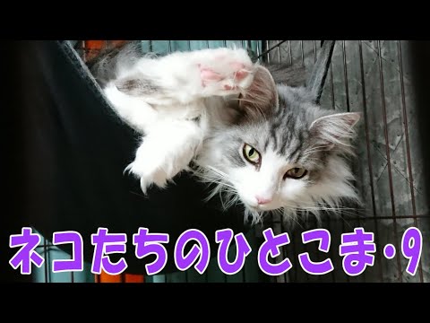ネコたちのひとコマ ・9