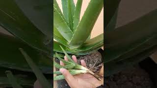 How To Make Aloe Vera🌱 Grow Big | Aloe Vera ko bada karne ka tarika #shorts #aloevera