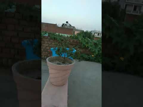 are u comedy me #shorts #viral