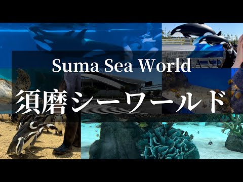 【須磨シーワールドVLOG】オルカパフォーマンス ペンギンフィーディングなど5大おすすめ紹介！【kobesuma-seaworld】