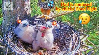 #89🦅🐥17°🐥17°／Falcon Nest 2025🇬🇧 Forestry England South Forest District／Powerd by WildlifeWindows
