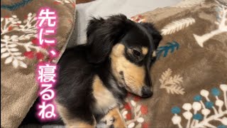 先に寝るね　【ミニチュアダックスフンド】