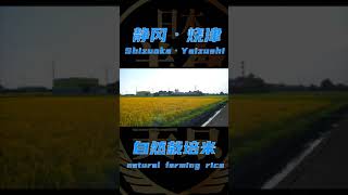 natural farming rice form shizuoka,Jpan日本静冈烧津自然栽培米#shorts