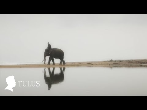 TULUS - Gajah (Official Music Video)
