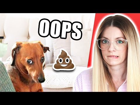 HOW TO DECORATE WHEN YOU HAVE PETS 🐾