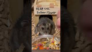 砂効果でハゲ回復!? 桔梗ちゃんの毛並みに変化が…🪻｜Sand Bath Helped Her Fur Regrow?#桔梗ちゃん🪻 #BalloonFlower #ハムスター #Hamster