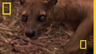 Mysterious Madagascar "Cat" Blow-Darted for Science | National Geographic