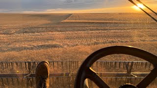 Getting in the groove! - 2025 Highwood, MT Harvest