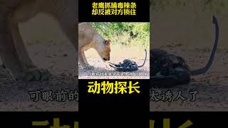 老鹰这次又翻车了，抓捕毒辣条却反被对方锁住四脚朝天 #动物世界 #纪录片 #动物百科  #野生动物零距离