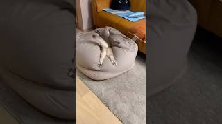😹 This Time for A-fur-ica: Cat's Waka Waka Dance🎵 #cat #cats #catshorts #catlovers #funnycats #usa