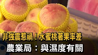 梨山水蜜桃「著果率差」 農業局：與濕度有關 爭取現金救助－民視新聞