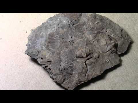 Second Comples Life Fossils  460  MILLION YEARS OLD!   Ordovician Sample #8