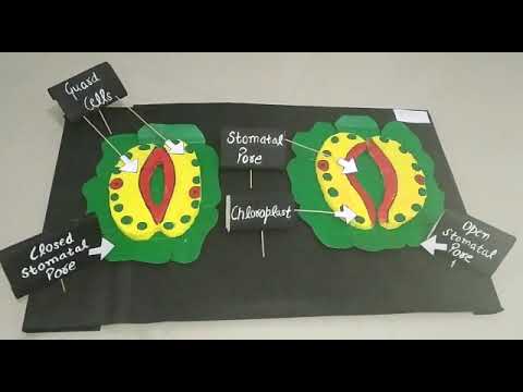 Model - Working Of Stomata