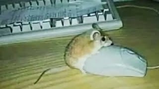 Top 5 Mouse