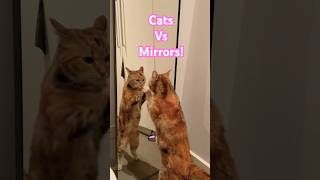 Cat's VS. Mirrors