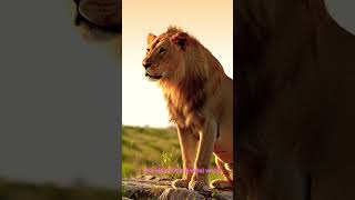 The king of the animal world #lionking #animals #shortvideo #music #wildlifeportrait #wildworld