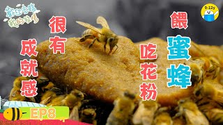 餵蜜蜂吃花粉 很有成就感🐝｜#歡迎光臨我的牧場 EP8▸▸ 11歲男孩的蜜蜂場生活｜小公視