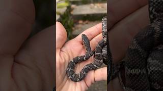 Russian rat snake #snake #colubrid #ratsnake #reptiles #pets