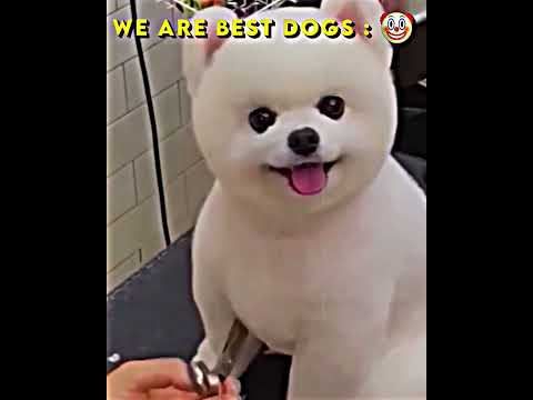 Best Dog Of UnIvErSe 💀 #trolface