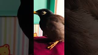 【菩提加油】鳥朋友菩提#協尋走失小鳥#受傷獨腳八哥