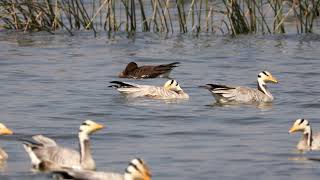 Bar headed Geese and white fronted goose at Hadinaru Lake