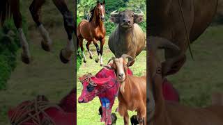 Suara Sapi, Kambing, Kerbau, Kuda Part1 #hewanlucu #hewanpeliharaan #sapi #kambing #kerbau #kuda