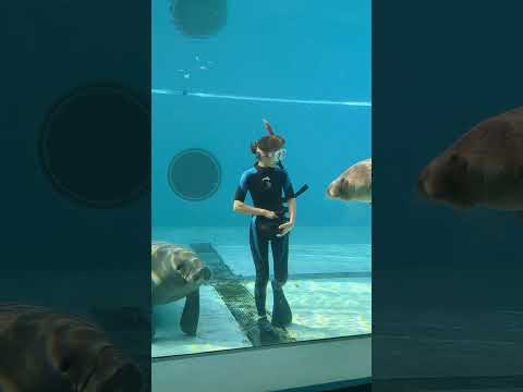 【沖縄旅行】とっても可愛いマナティーのお食事シーン🎬お姉さんの肺活量がエグい…(where manatees eat)#沖縄 #旅行 #美ら海水族館 #travel #水族館