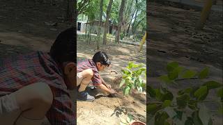 vraksh lgao vriksh lgao#pedlagao#davschool#treeplantation#gurgaoncity #greenery#mustshare#motivation