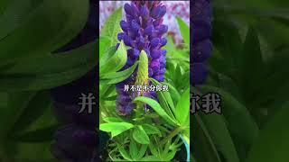 最好的关系是彼此熟悉却不破坏规矩，做事有一定的度 #禅悟人生 #正能量 #老人言