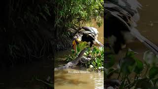 Hornbill vs Monitor Lizard – A Mother's Brave Defense! #birds #snake #lizard #shorts