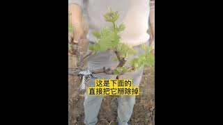 葡萄如何留芽才高產，你學會了嗎？