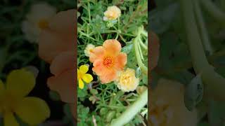 Table Roses #tablerose #outdoors #hangingplants #easyplants #vijaynursery