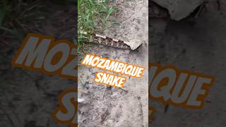 I Found a HUGE Snake in the GRASS of Mozambique
