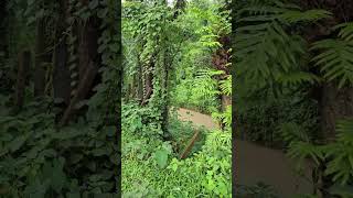 Canalside Walk | Sylhet | Bangladesh #shorts