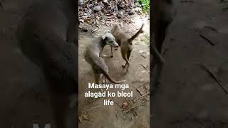 Dog lover, my followers are happy.