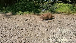 Water Rat Feeding.