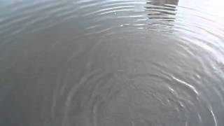 990703田寮河海鰱 013.MOV