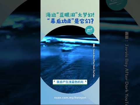 海里的萤火虫？有毒海藻？ “蓝眼泪”浪漫背后藏危机？ #生物篇 | 懂来做莫？ Ep183