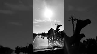 Animalshort#animalloversclub}rannofkutch#travel#roadtoheaven#bhujpuri_status_video
