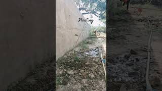 planting #ytshort #travel #planting #tree #green #automobile #growtree #plants #song