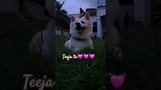 Pehla tu duja tu #labrador #dog #youtubeshorts #shorts
