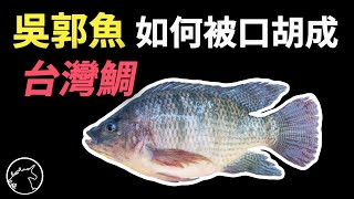 吳郭魚/羅非魚真的配叫鯛魚嗎? 爭鮮的蒲燒鯛魚也是吳郭魚! 牠和鯛魚的關係比人類和黑猩猩還遠! 鯛魚 真鯛 年輕人不知道的事 海鮮 生魚片 紅尼羅魚 羅非魚 美食 料理 食物 購物