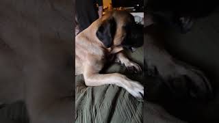 Cuddle Time! #funny #cute #doglife #funnyvideo #funnyshorts #sleepydog #cuddletime #dogshorts #cozy