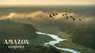 Amazon Rainforest 4K Documentary and Natural Beauty - Amazement